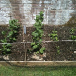 My Garden
