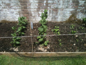 My Garden - veg patch