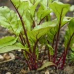 beetroot plug plants