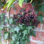Foraging - elderberries