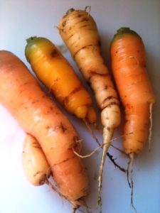 homegrown carrots