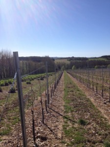 Cobbs Vineyard