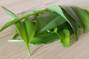 wild garlic