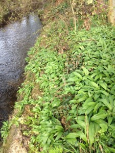 wild garlic growing