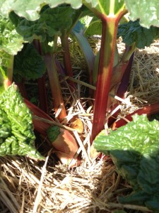 rhubarb