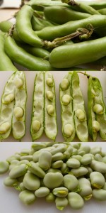 preparing the broad beans