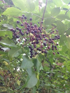 Elderberries growing