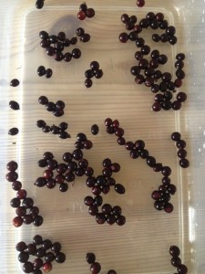 Picked elderberries