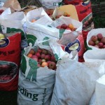 bags of apples