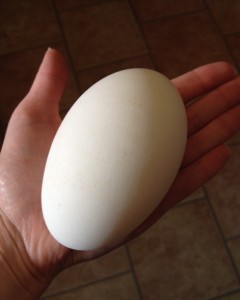 Goose Egg