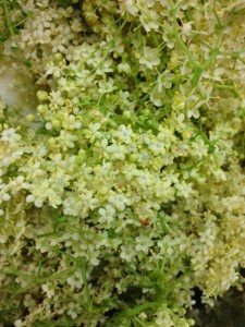 fresh elderflowers