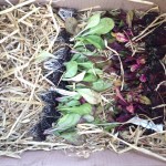 Rocket Gardens