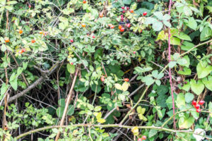 An Adventure Just Outside the Back Door - Rosehips