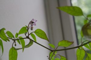chilli flower