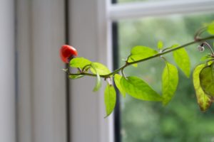 chilli growing