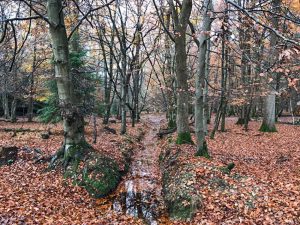 Walking in the New Forest